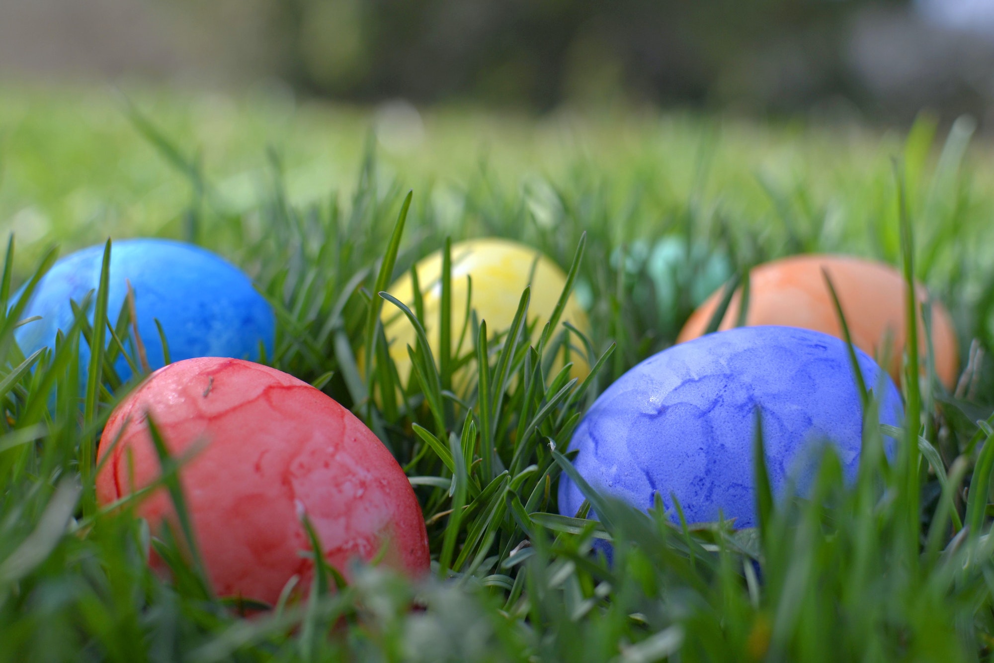 Hiding colorful Easter eggs in the grass for an Easter Egg Hunt.